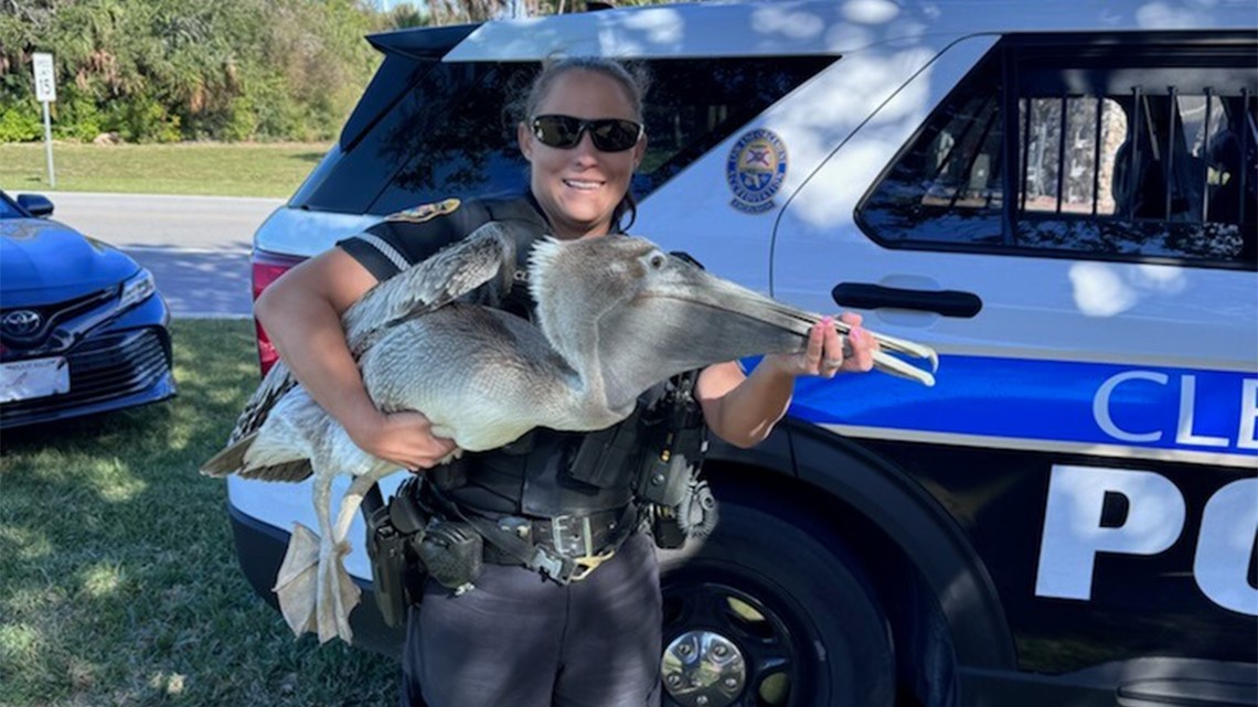 Injured pelican rescued off Clearwater Beach - Vimarsana News