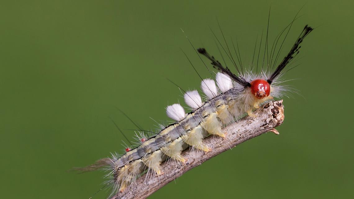 Don't touch! Fuzzy, skin-irritating caterpillars are popping up across Florida again