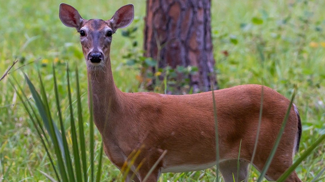 FWC: 4 people charged with poaching deer, alligator | wtsp.com