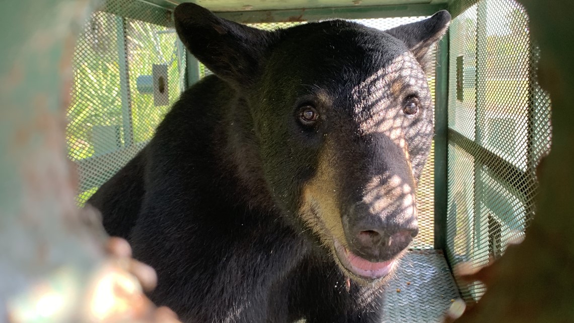 Last remaining grizzly bear at Little Rock Zoo dies