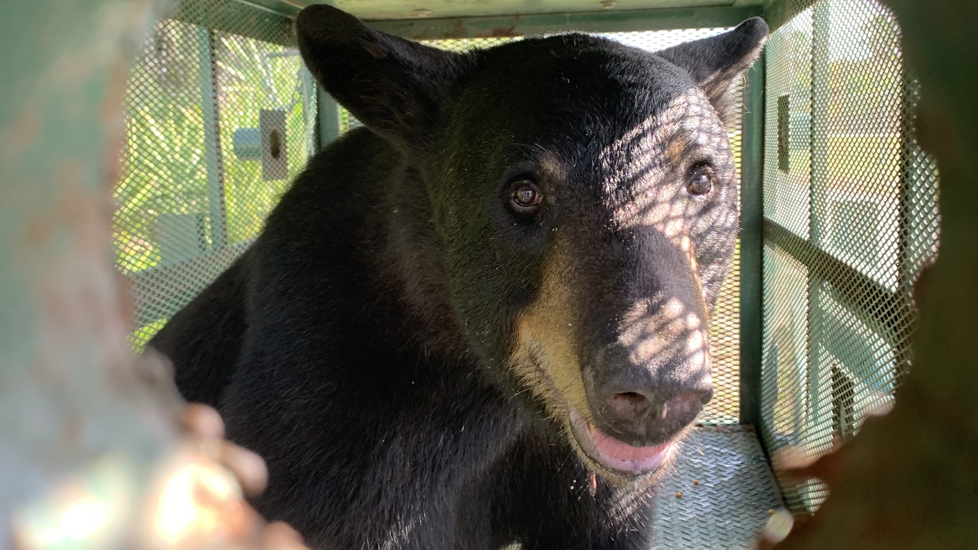Florida bill would make it legal to kill bears in your yard