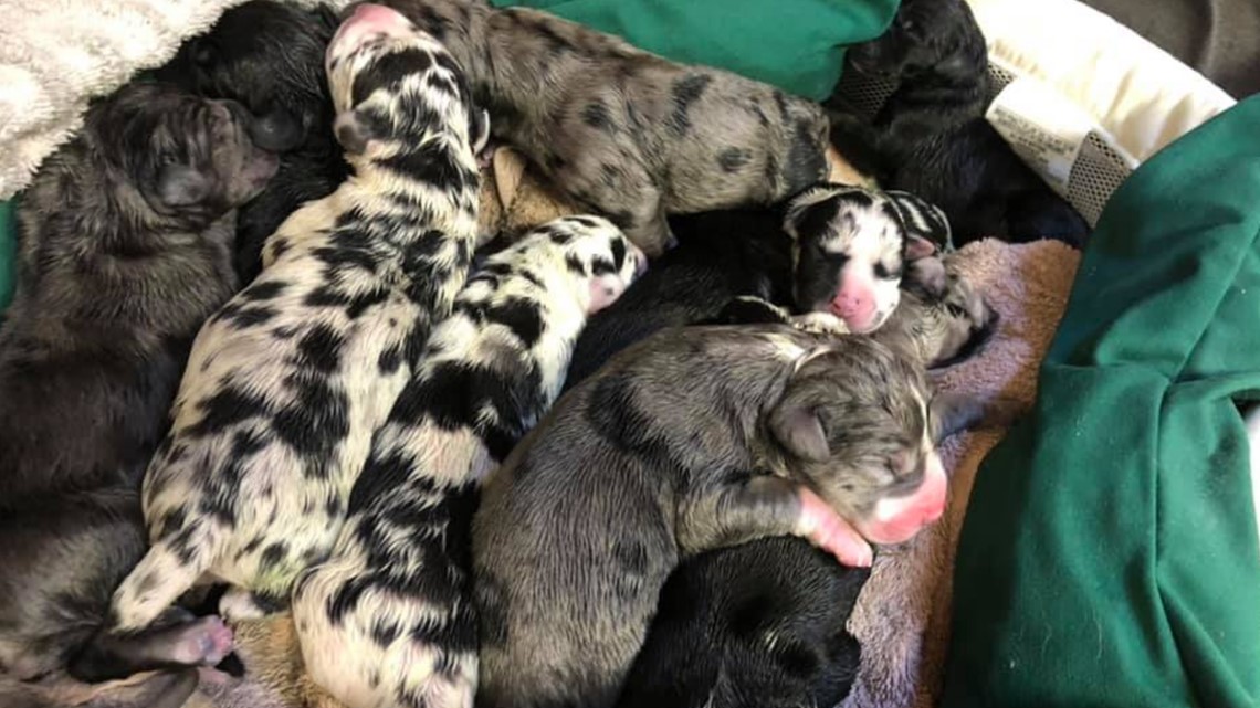Great Dane delivers 19 puppies at Kingman Animal Hospital in Arizona