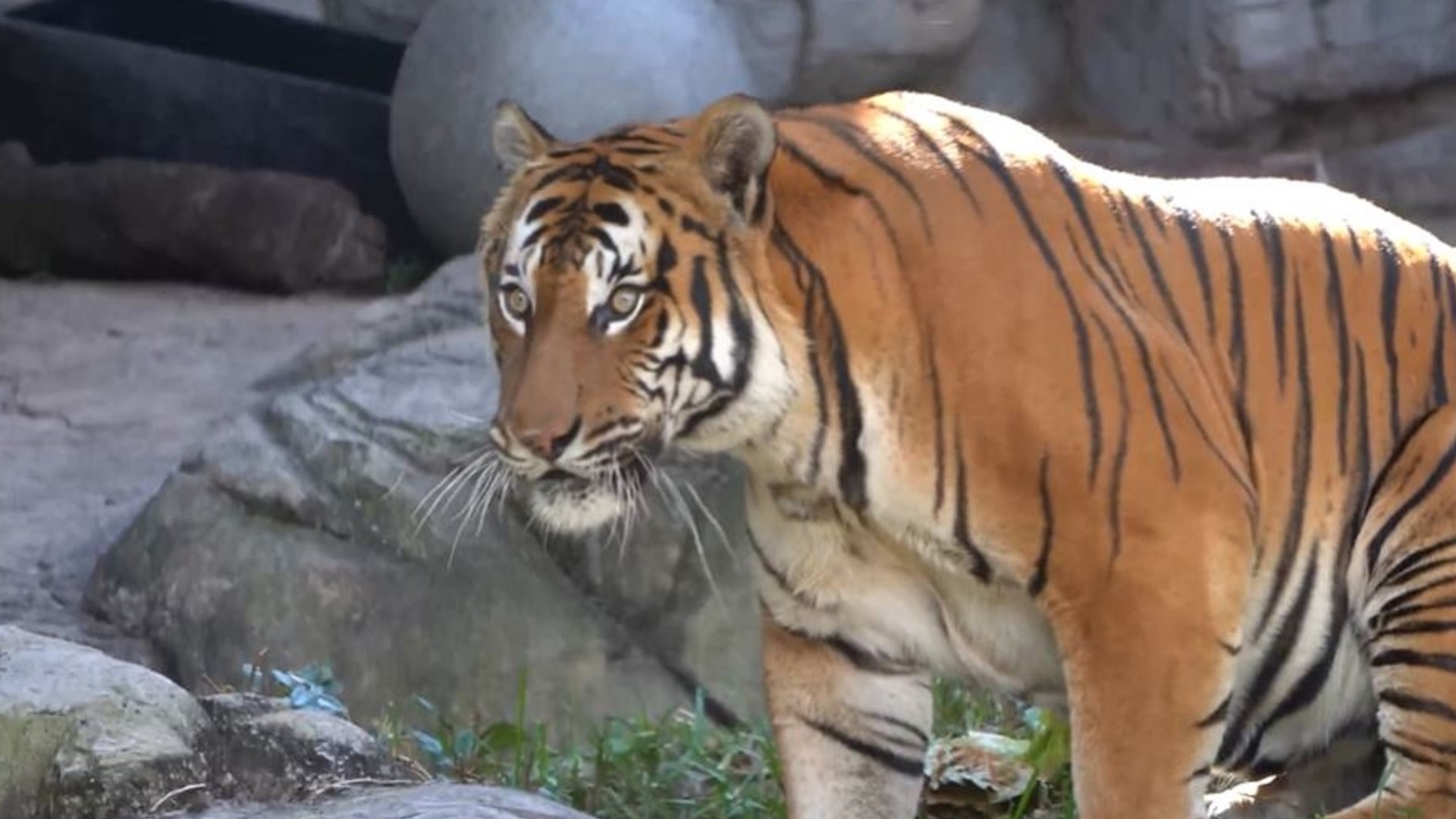 A 16-year-old tiger and a 7-year-old tiger were tested by the medical care team after they were "exhibiting mild respiratory symptoms," zoo leaders explained.