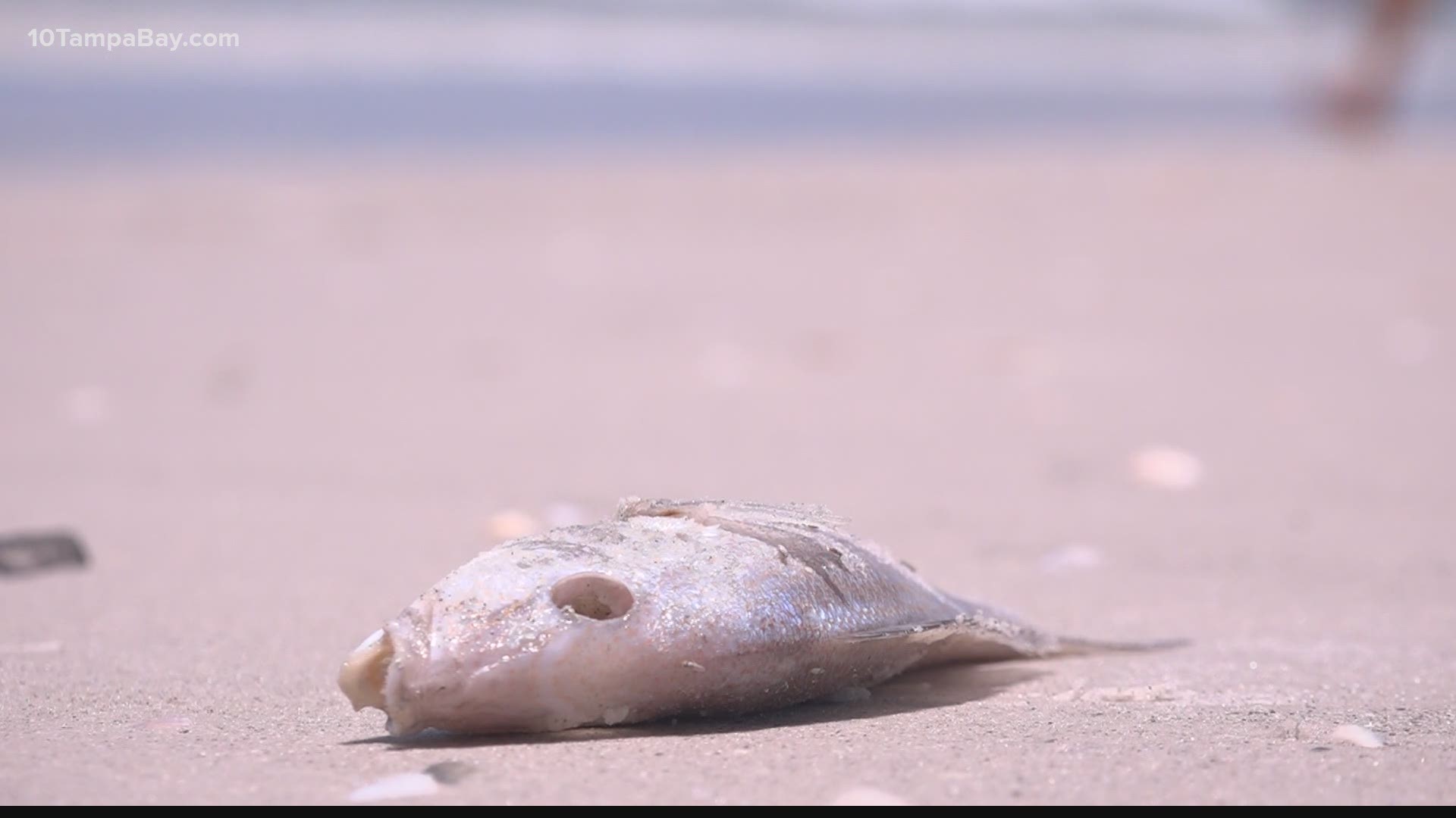 Medium to low levels of red tide were also detected in Hillsborough and Manatee County.