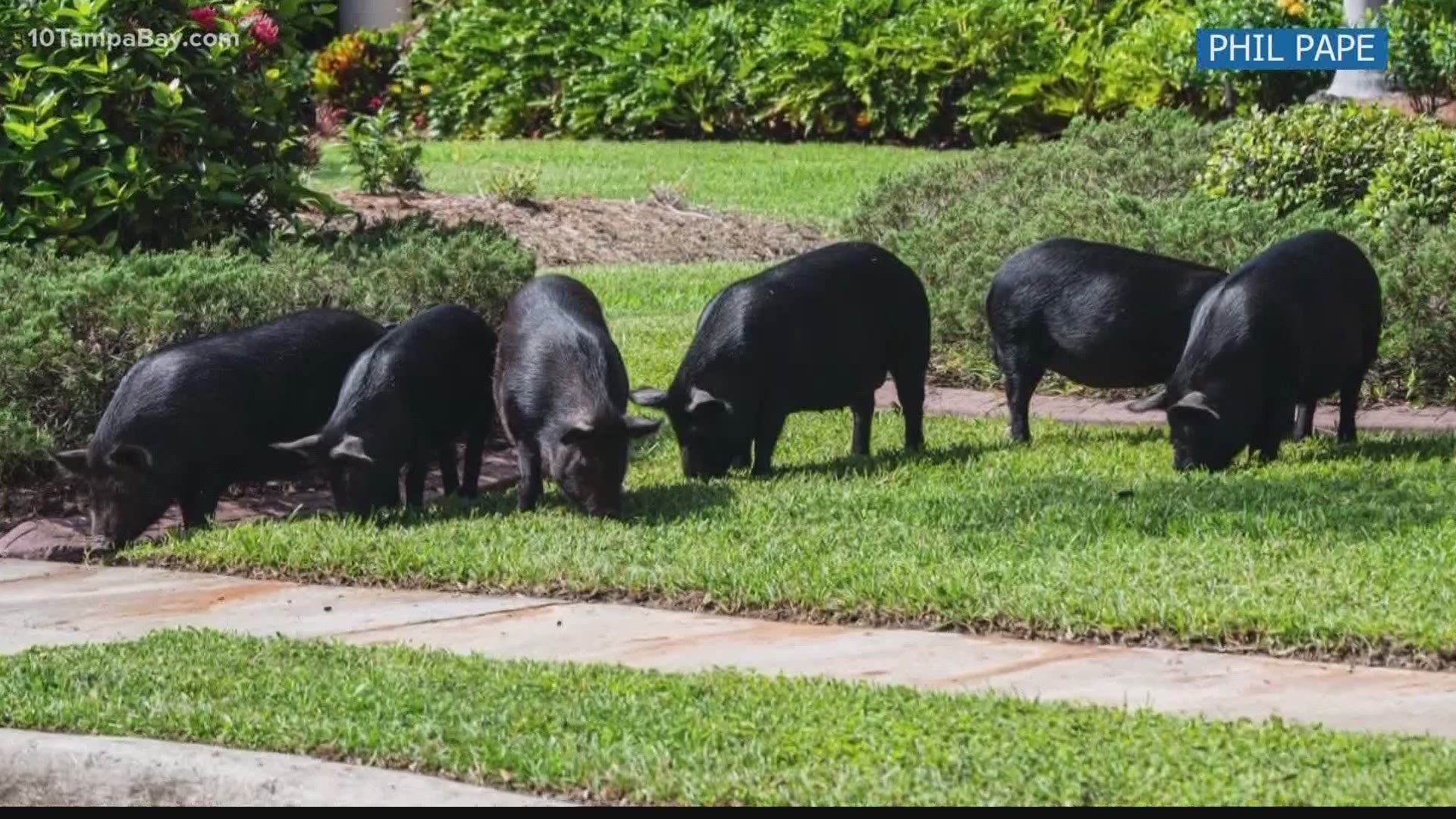 Wild pigs are wreaking havoc in the River Club neighborhood.