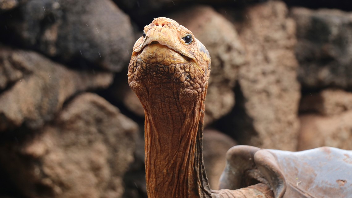 aldabra giant tortoise baby