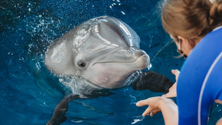 Nicholas the Dolphin Makes 3 Winning Sports Predictions - Clearwater Marine  Aquarium