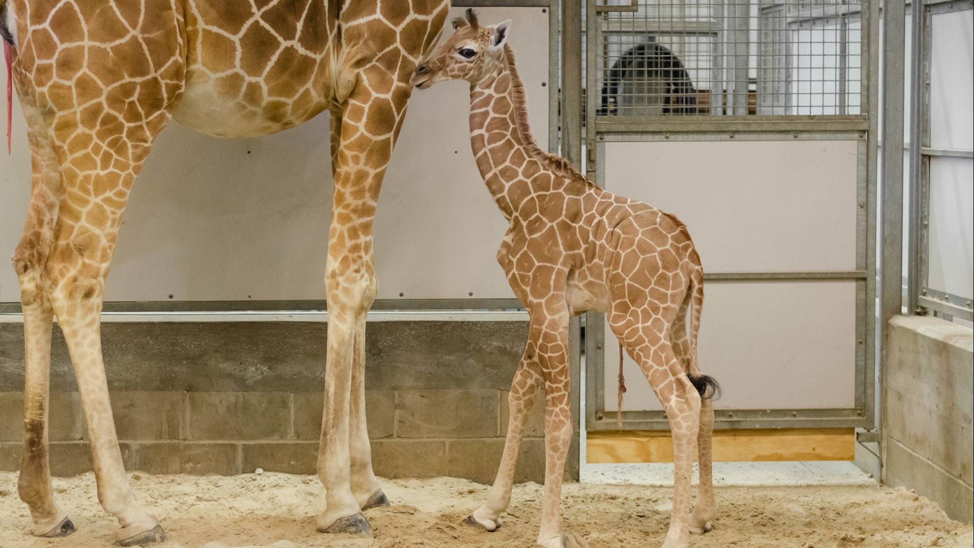Baby giraffe born at Jacksonville Zoo
