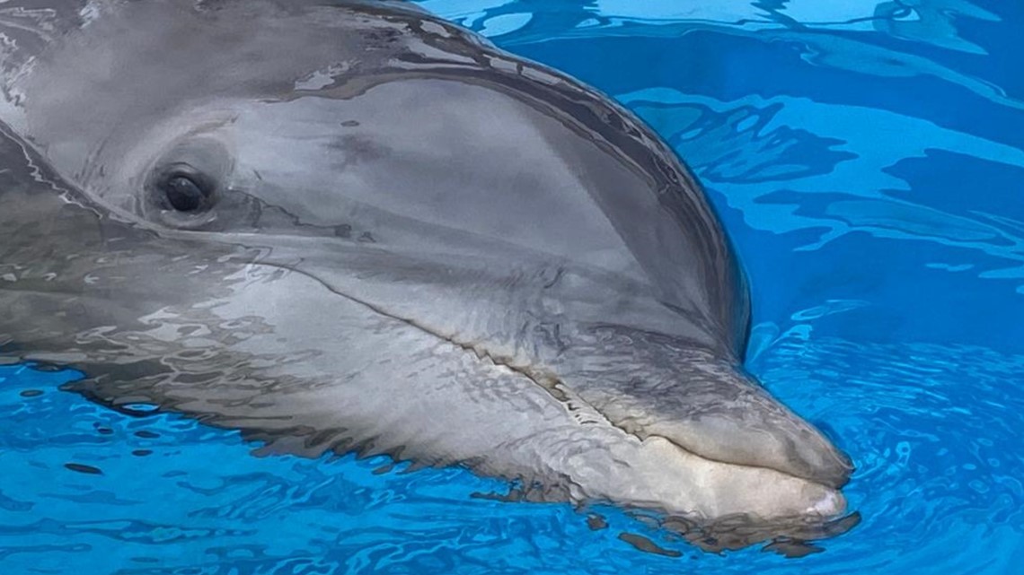 Clearwater Marine Aquarium's newest resident dolphin