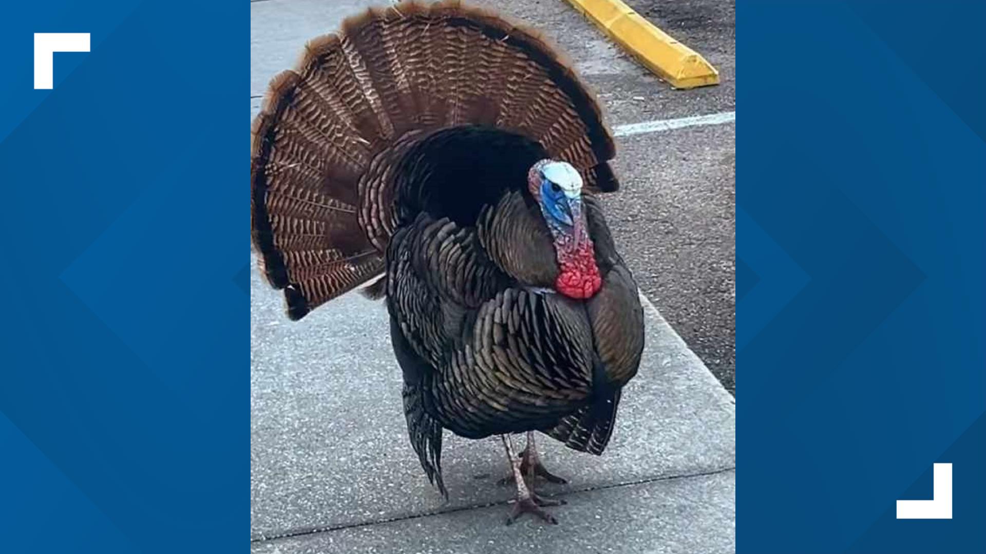 Spring Hill 'Tom the Turkey' dies | wtsp.com