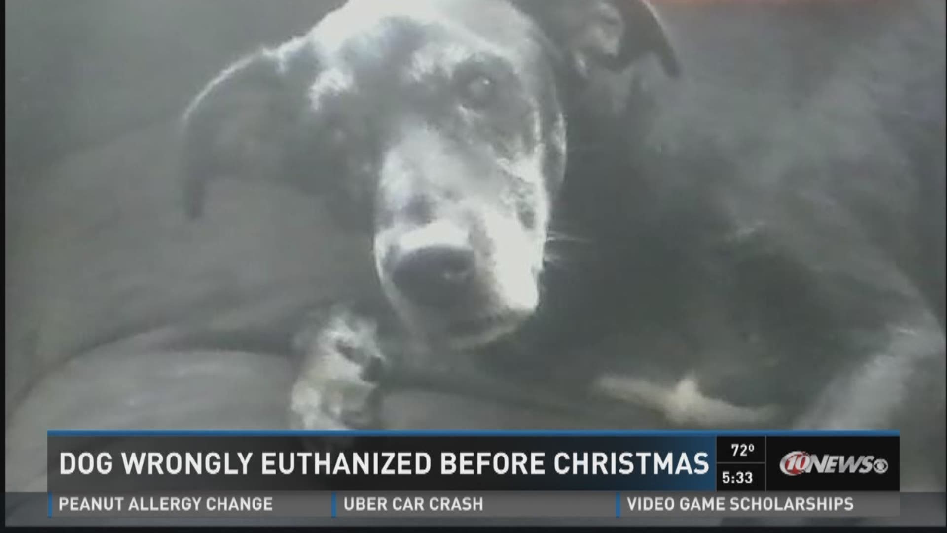 is euthanizing a dog humane