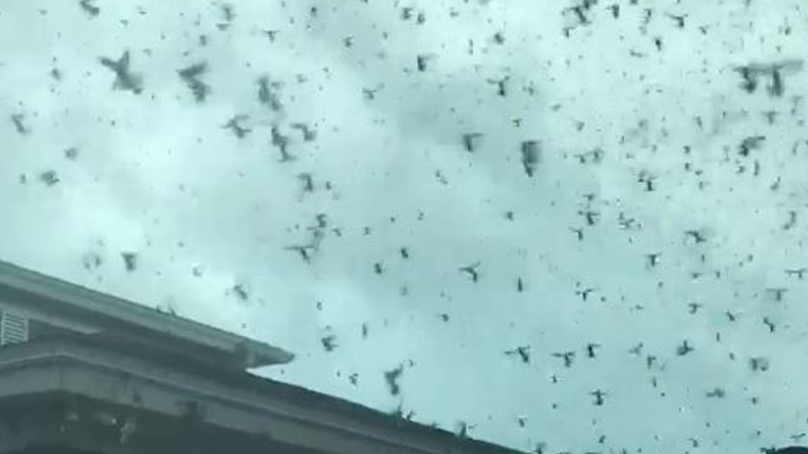 Video shows swarm of love bugs filling the air | wtsp.com