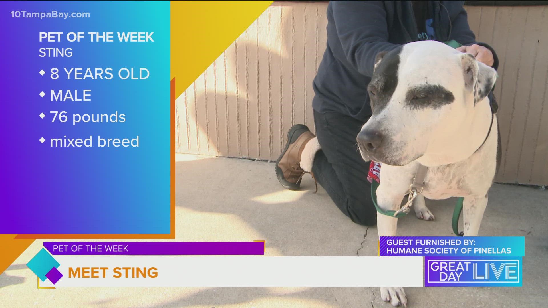 Meet Sting, our Pet of the Week
