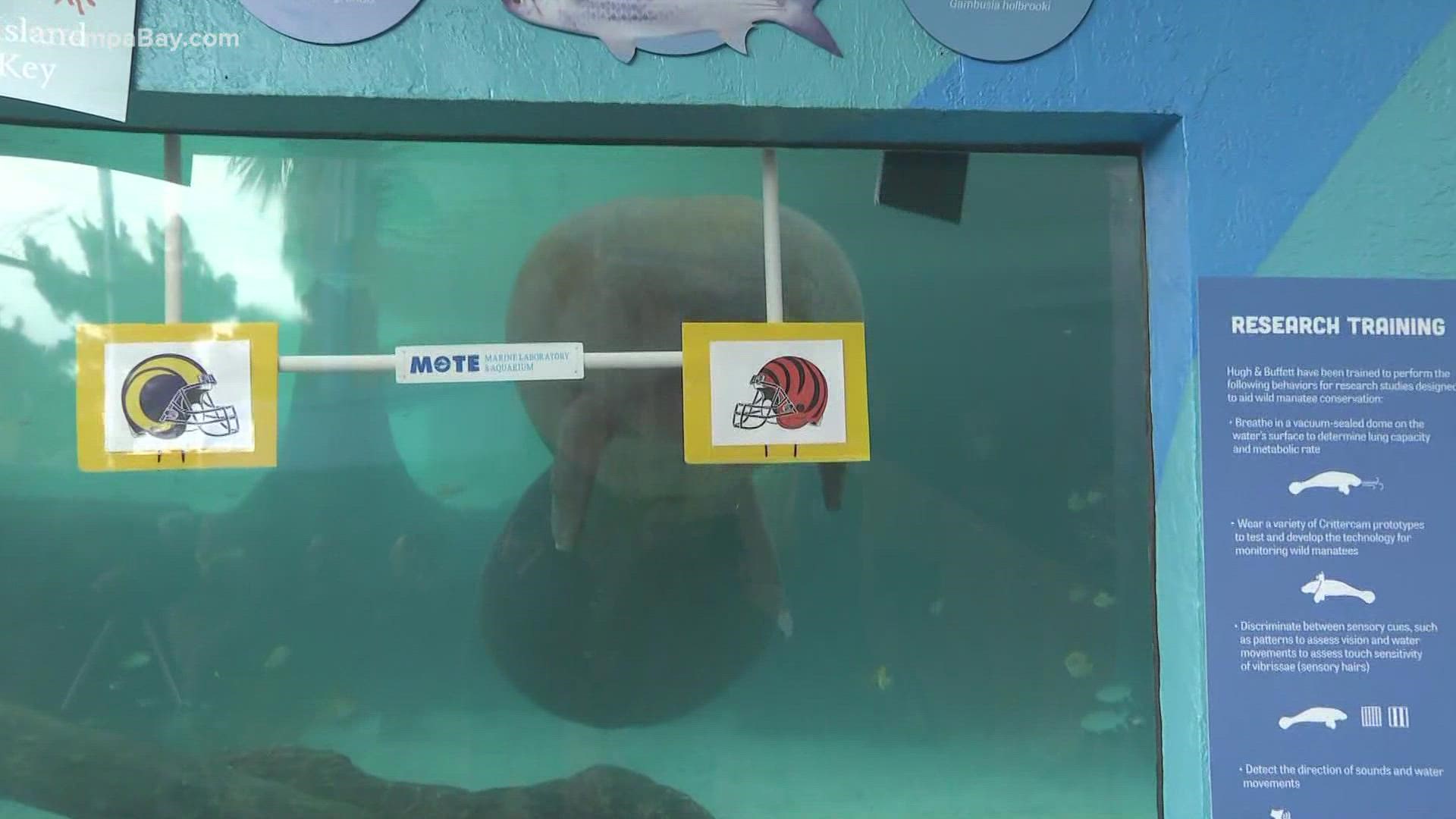 Mote Marine manatees make Super Bowl LVI prediction