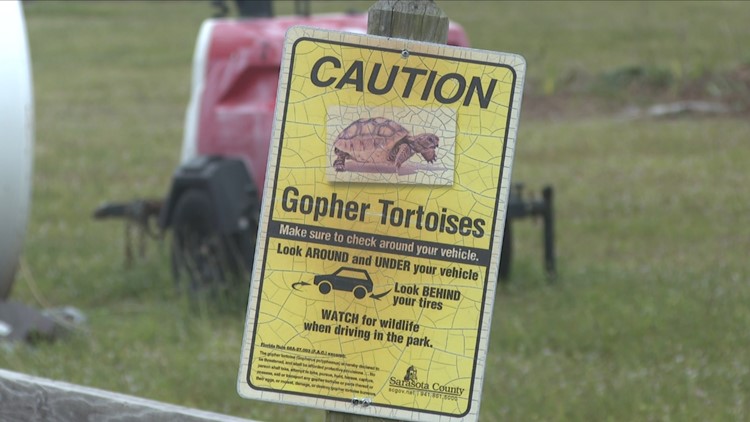 Neighbors concerned hurricane clean up is impacting endangered gopher tortoises