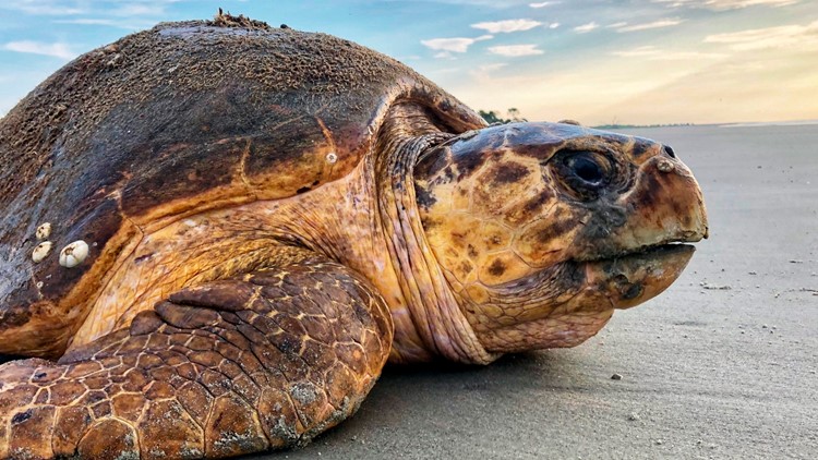 Sea turtles are coming ashore! Here’s how you can see them nesting