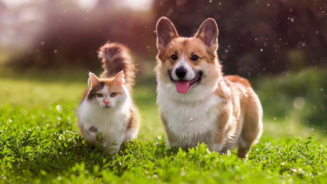 How to keep pets safe and cool in summer weather - Vimarsana News