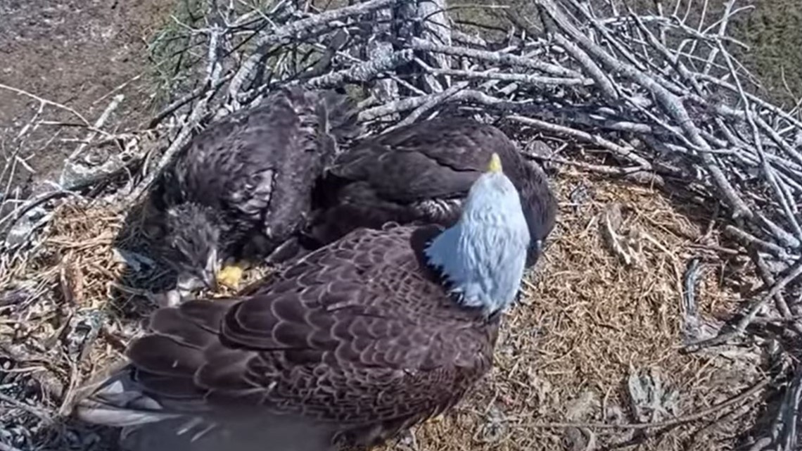 Southwest Florida Eaglets Get Closer With Female Visitor R23-3 | Wtsp.com