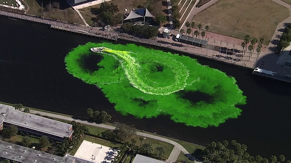 Tampa River O' Green Fest green dye test