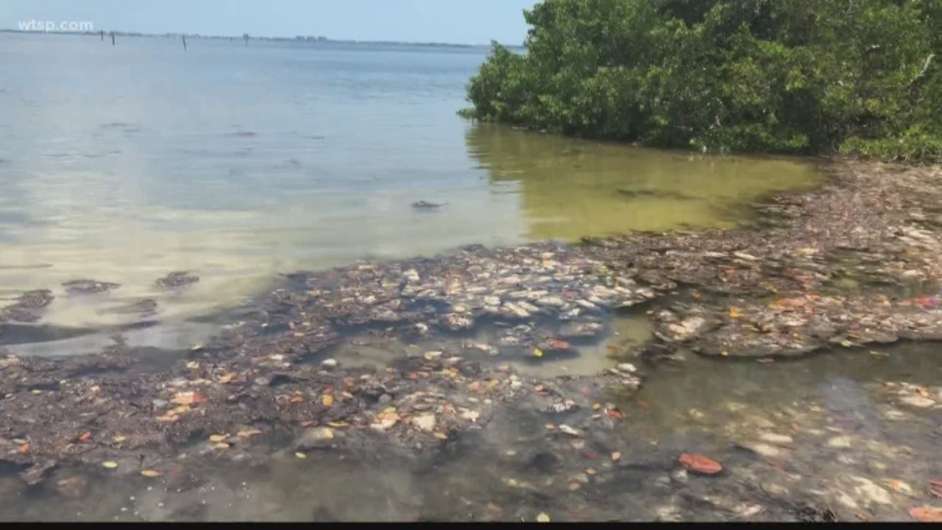 Algae popping up in Sarasota Bay. This time it is not red tide, it is blue-green algae. But it smells and there are things you need to know about this algae. 
When it comes to exposure, the Florida Department of Health recommends staying away from both algaes.
