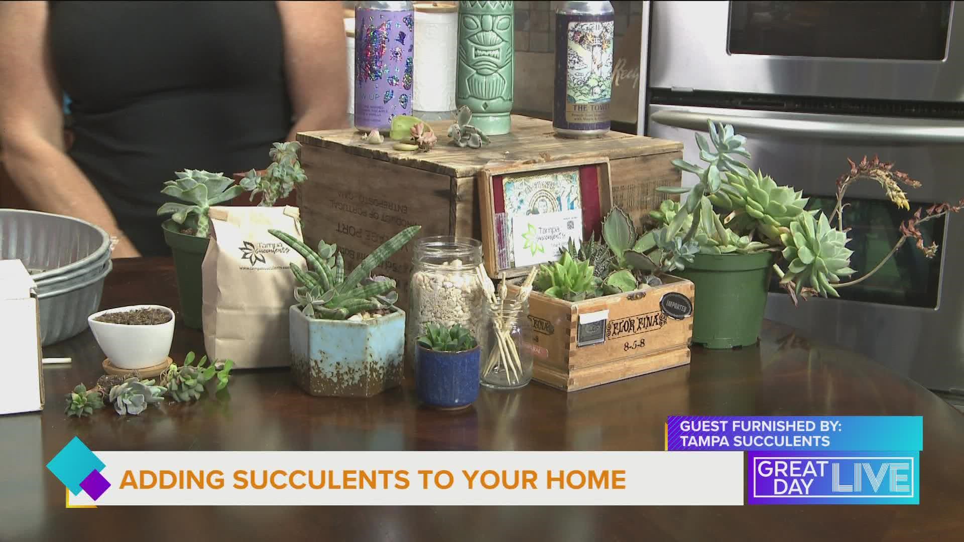 Succulents 101