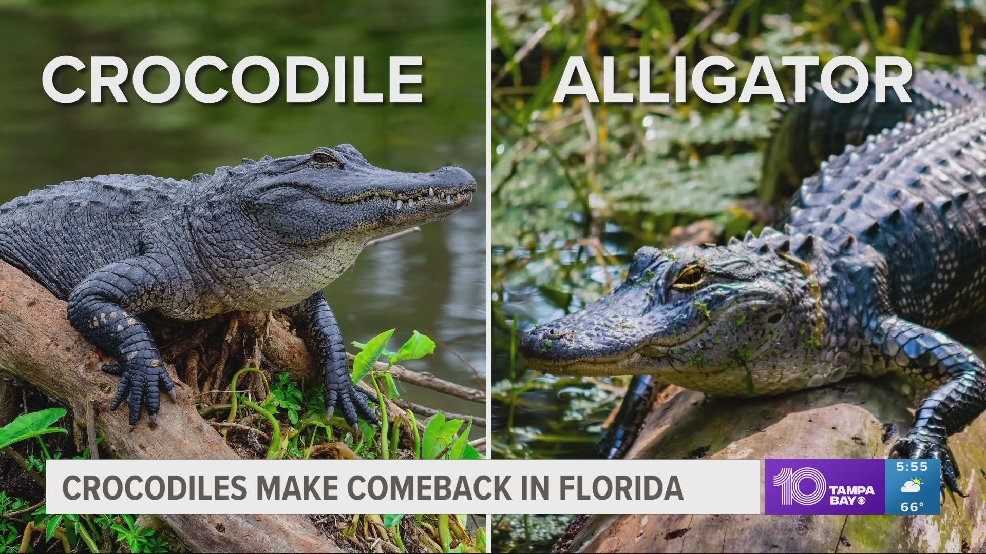 American crocodiles in the Tampa Bay Area 