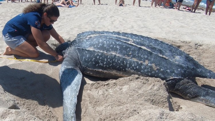 Rare sight: Leatherback sea turtle spotted nesting in broad daylight ...