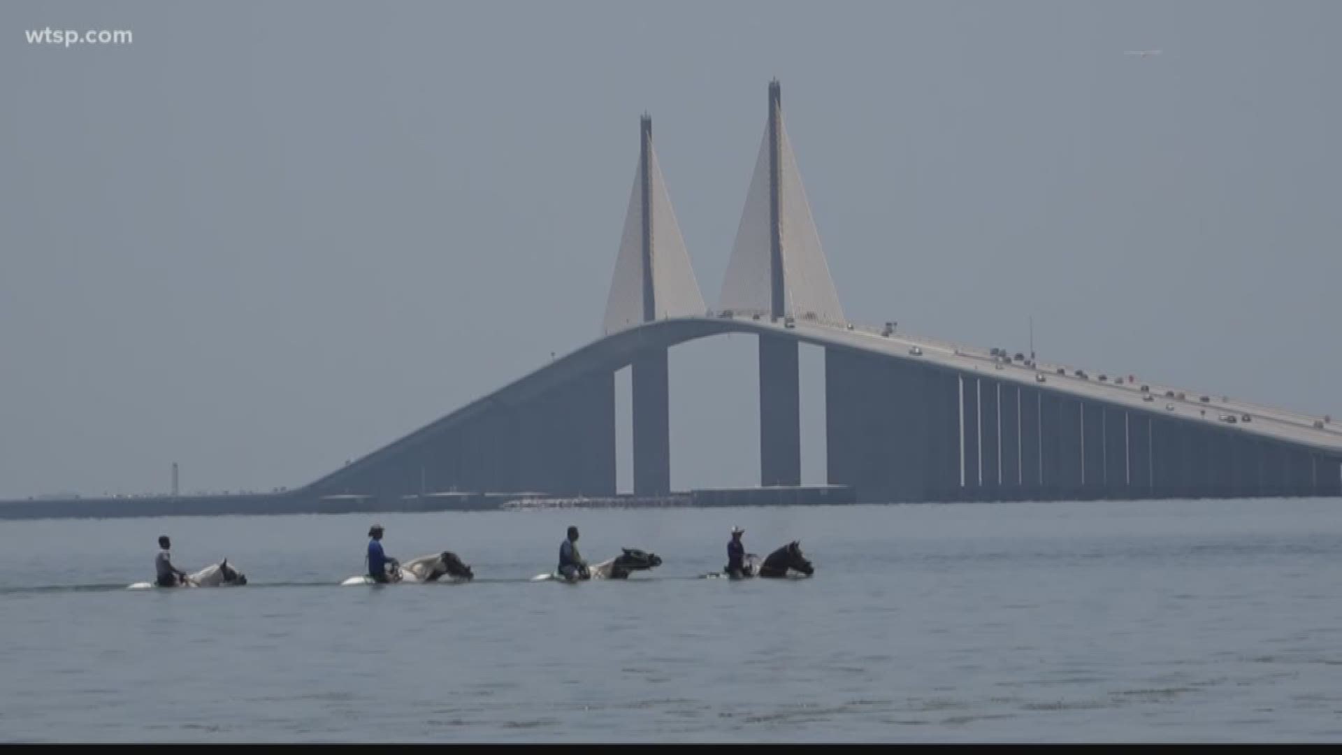 County commissioners passed an ordinance Tuesday night to protect the waters of Tampa Bay by banning horseback rides in the water