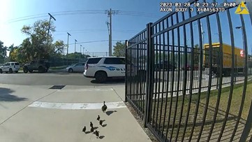 Video: Sarasota officer escorts flock of ducks to nearby pond