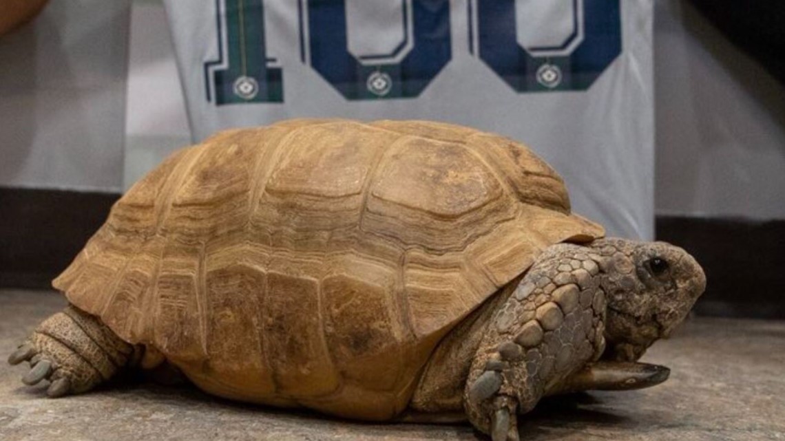 Oldest living Gopher tortoise from Florida turns 100 - Vimarsana News