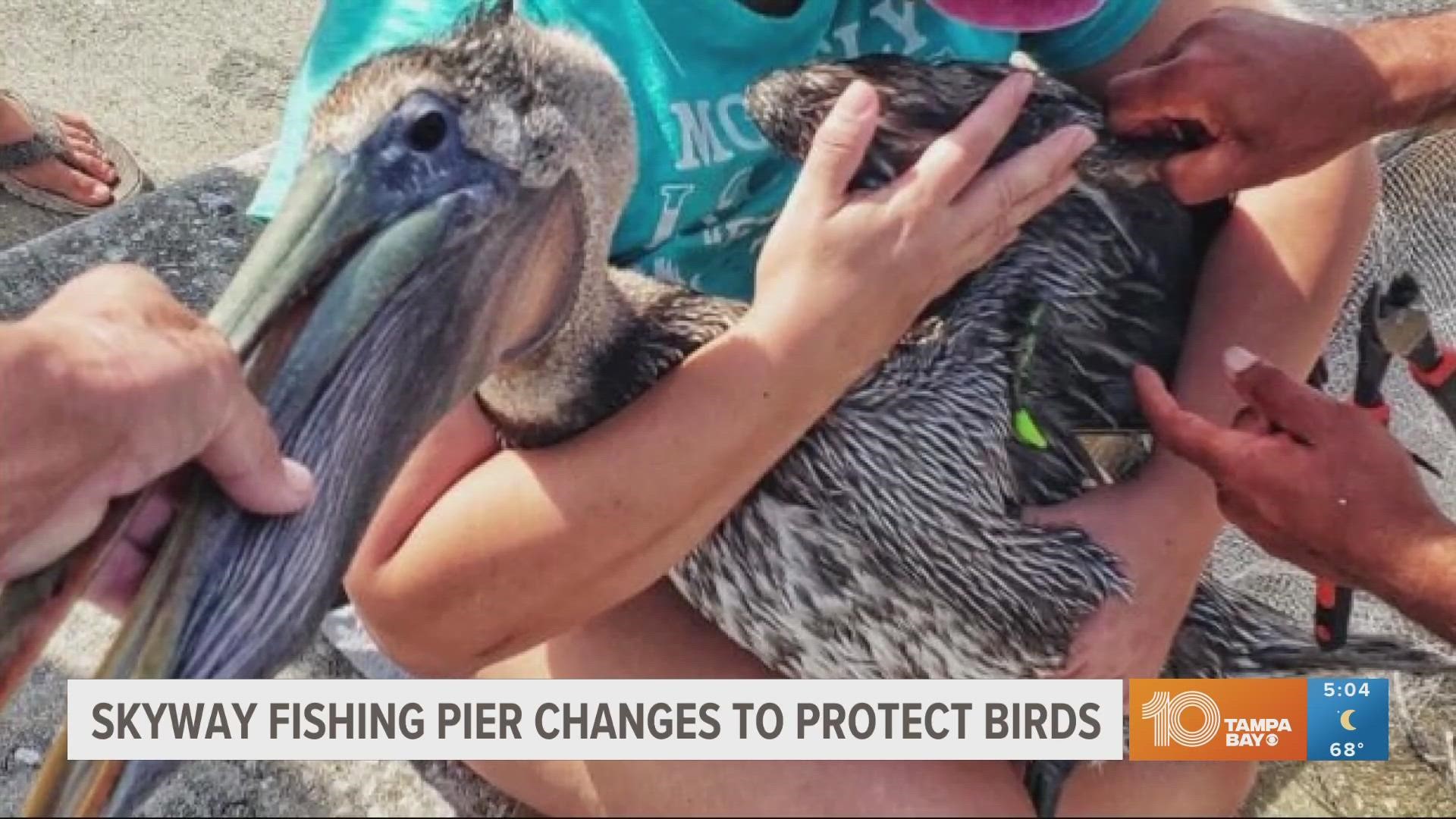 After years of pushing for more protection for pelicans and other birds near the Skyway Bridge, it looks like the FWC is ready to propose some changes.