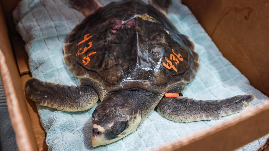 10 Cold-stun sea turtles arrive in Clearwater from New England | wtsp.com