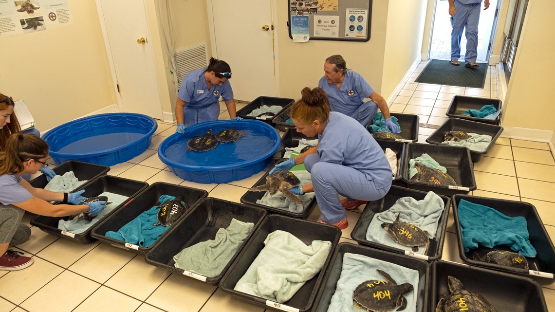 Endangered sea turtles flown over to Florida to avoid freezing - Vimarsana News