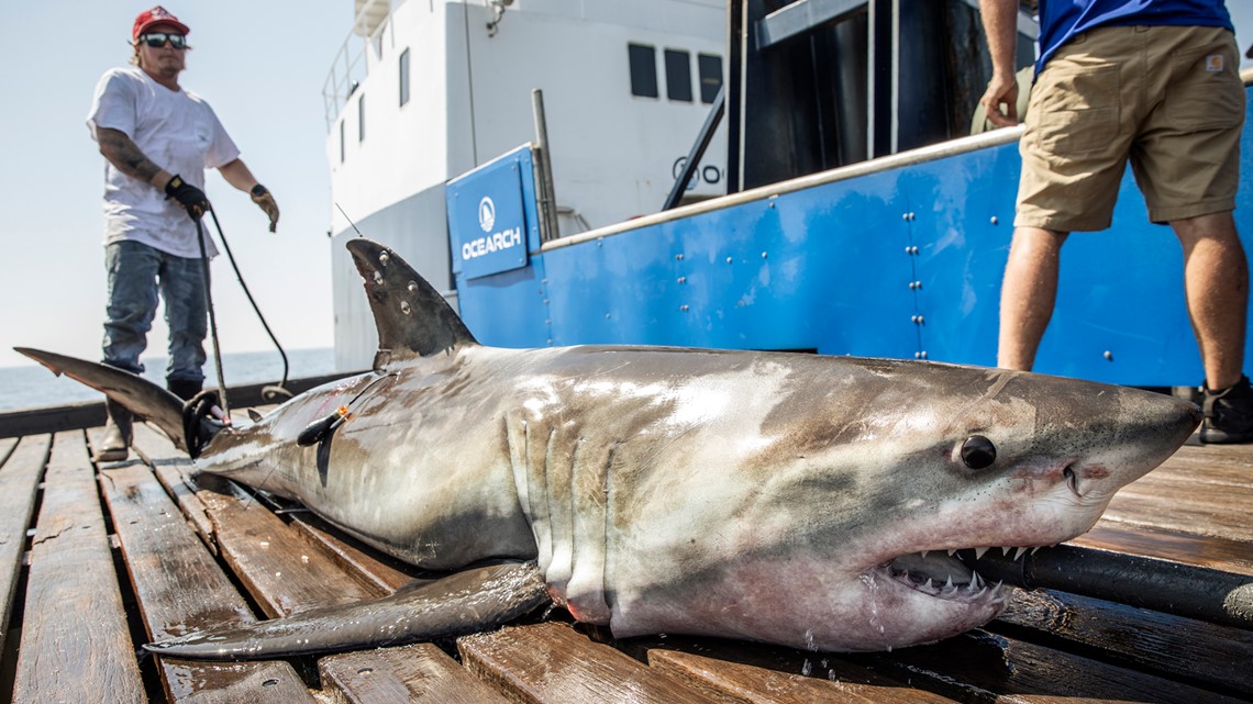 Kind of like winter snowbirds': Great white sharks spotted in