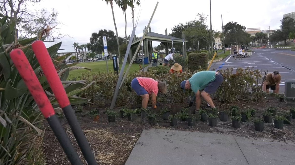 Volunteers Help Beautify Treasure Island, Florida | Wtsp.com