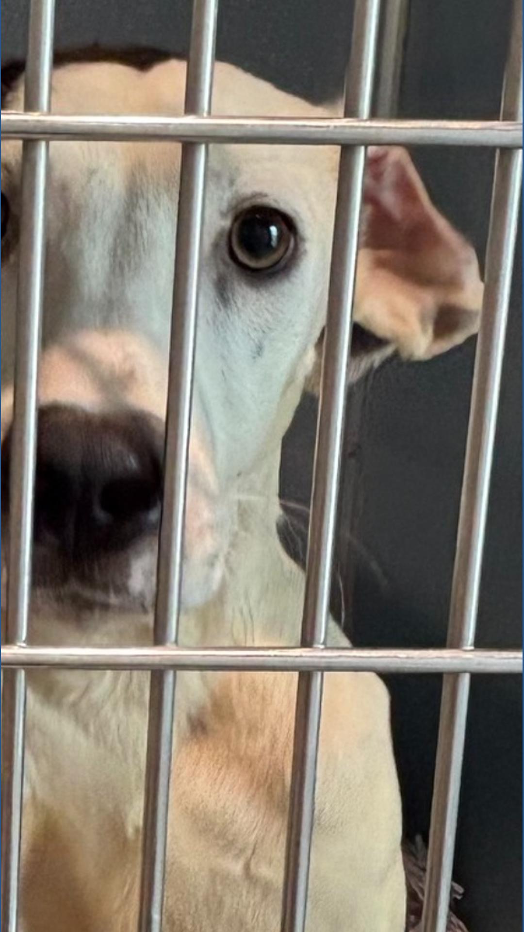 Two dogs recover following Hillsborough County animal cruelty case ...