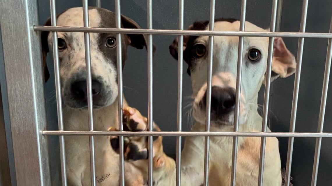 Two dogs rescued in Hillsborough County animal cruelty case make healthy recovery, ready for new homes