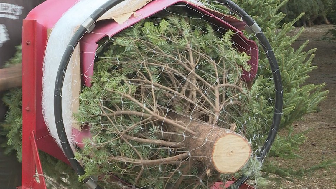 Buying a real Christmas tree in Tampa Bay? What you can expect