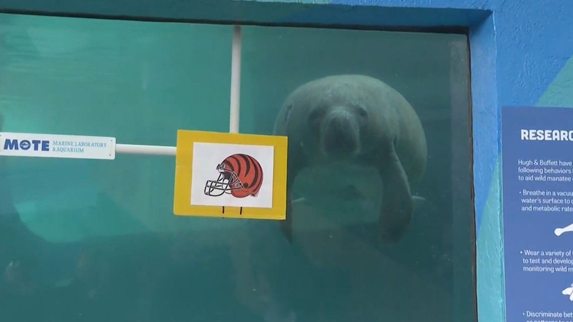 Super Bowl 2022 Predictions: Mote Manatees Support Bengals