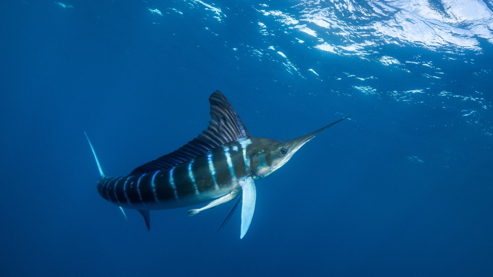 Fishing crew with 600-pound marlin disqualified from tournament | wtsp.com
