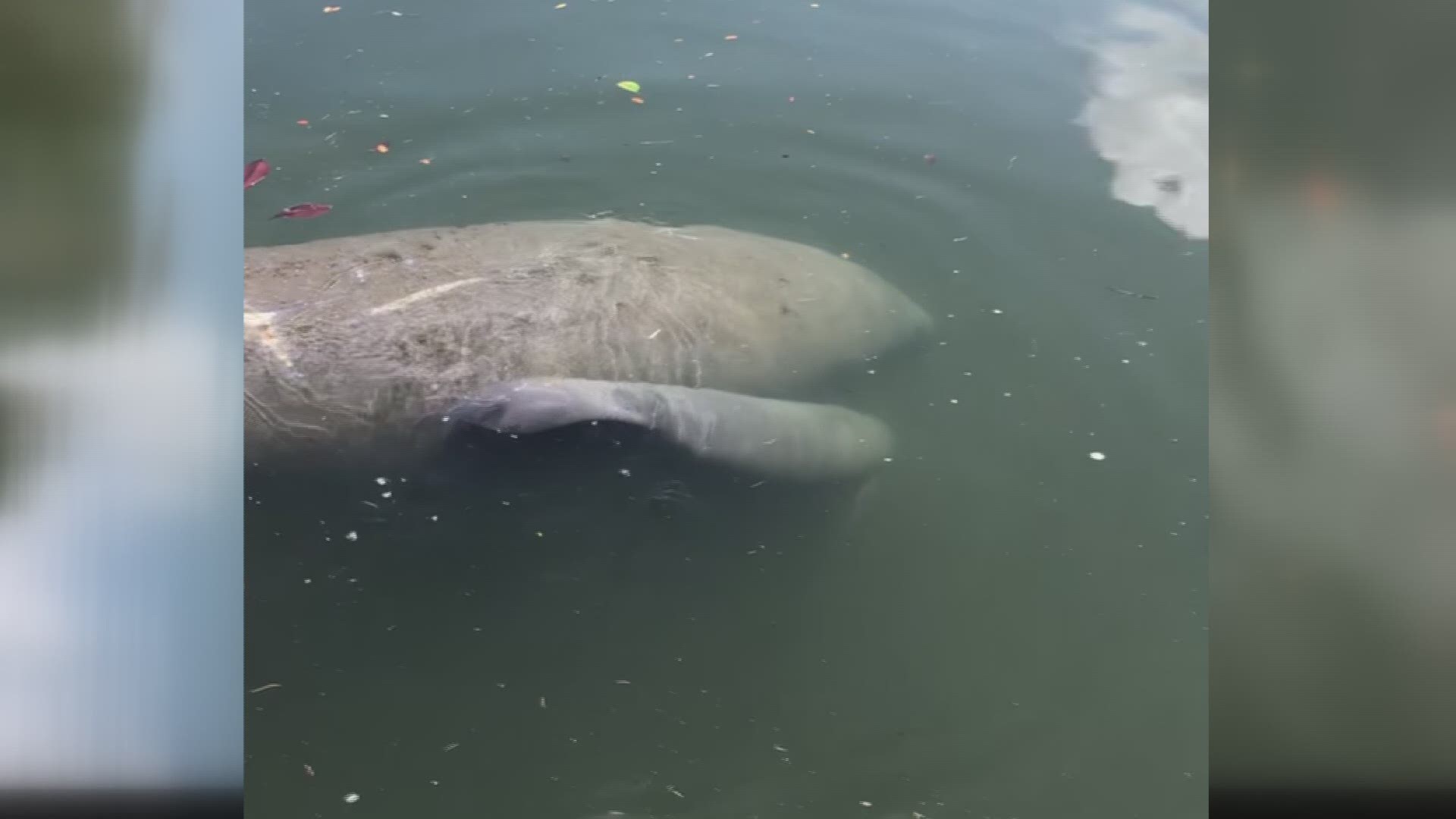 Cindy Burnett was at home in Siesta Harbor when a manatee in distress caught her attention-- turns out it was giving birth.