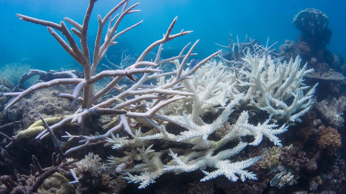 Florida hit with 'massive' coral reef bleaching problem