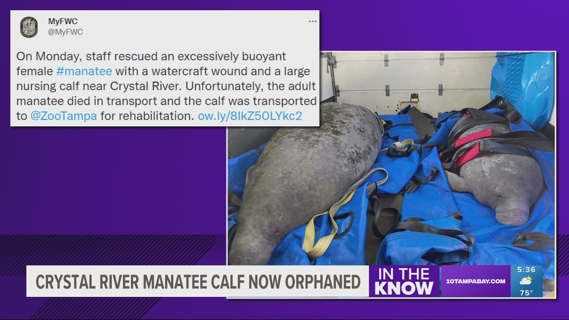 FWC: Injured mother manatee died in transport, calf sent to ZooTampa