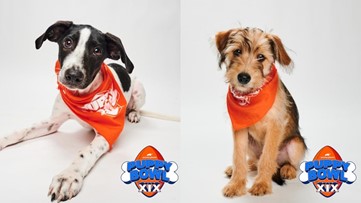 Meet the 2 Tampa Bay-area rescue pups taking the field in Puppy Bowl XIX