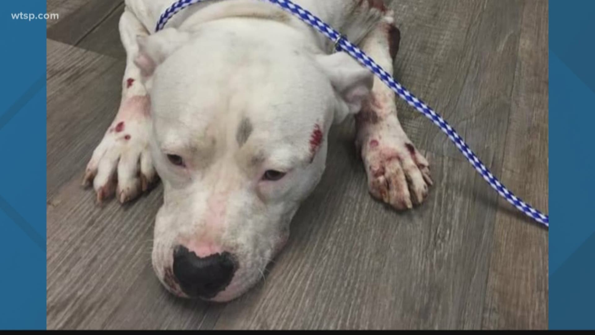 The owner of a veterinary clinic helped save the life of a dog that was being dragged behind a truck, and now they're hoping to find the person who was driving the truck.

Jan Johnson of Nature Coast Animal Wellness & Surgical Center of Weeki Wachee saw the pit bull was being dragged behind a truck on Northcliffe Boulevard on Friday.
