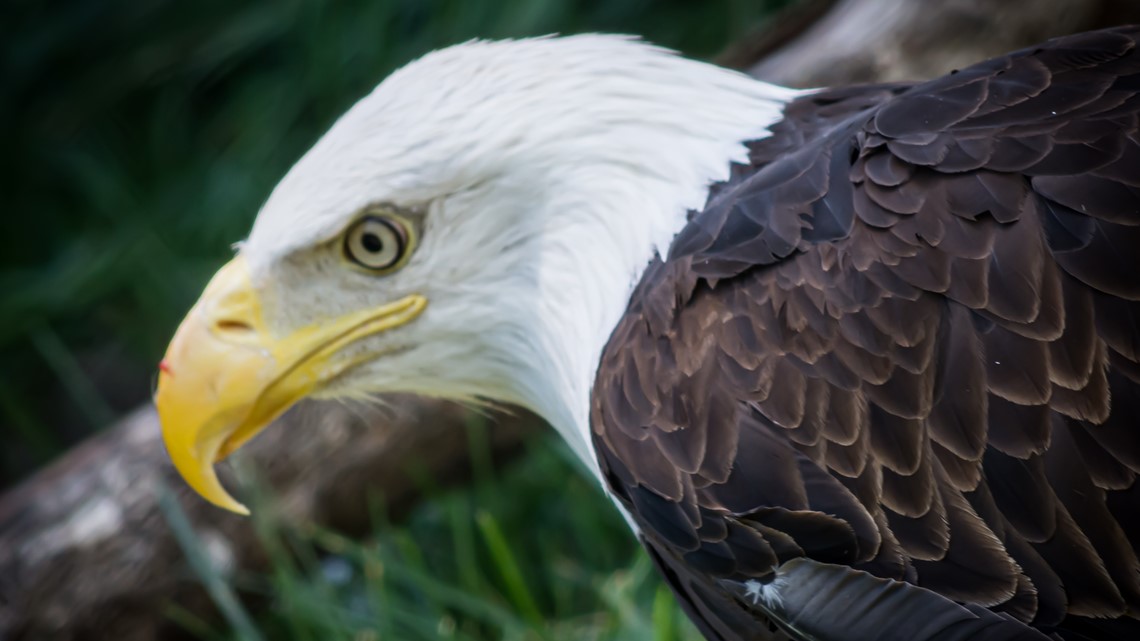 Abilene Zoo now home to two Bald Eagles