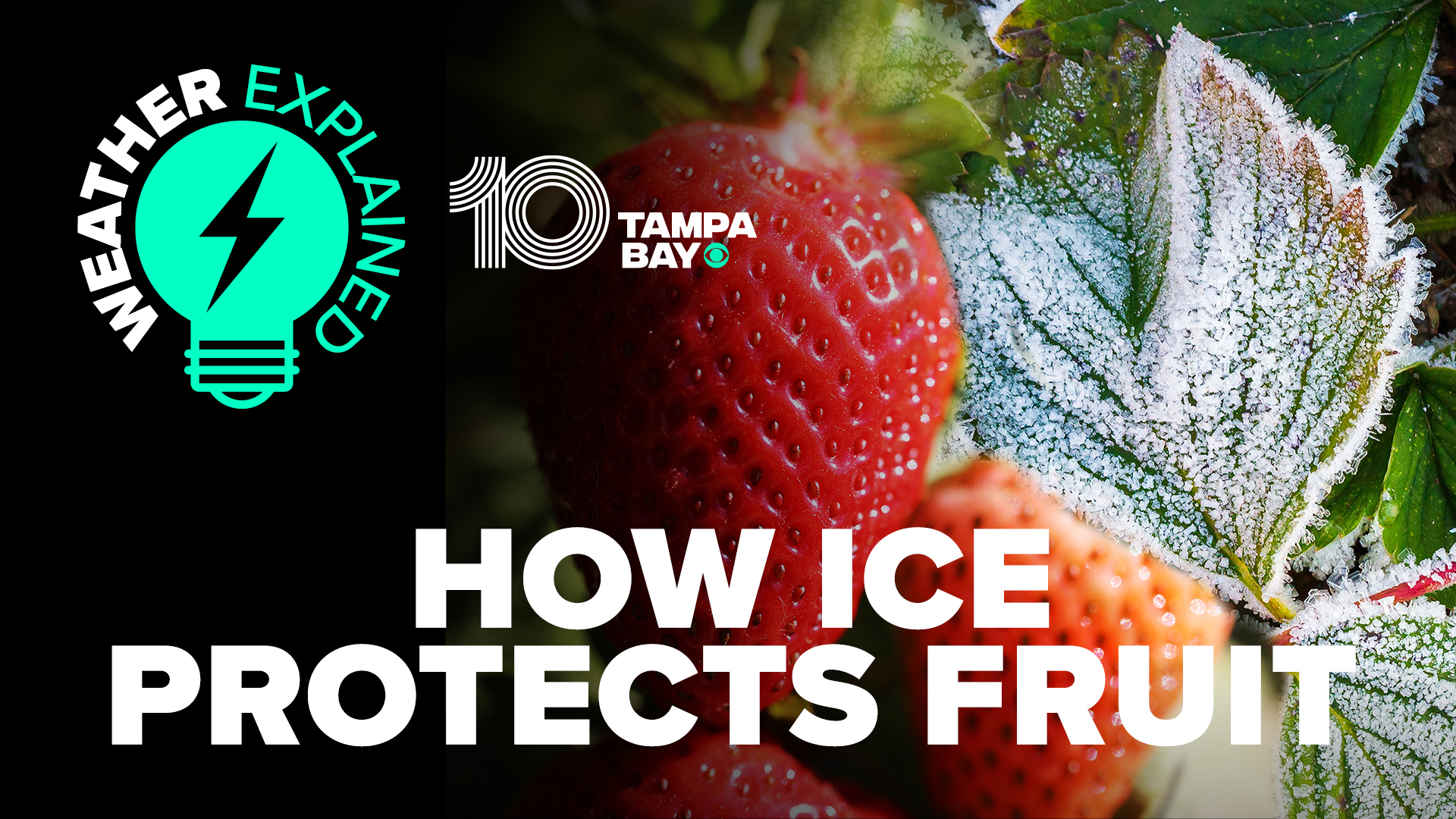10 Tampa Bay chief meteorologist Bobby Deskins explains how farmers can use ice to their advantage during the colder months.