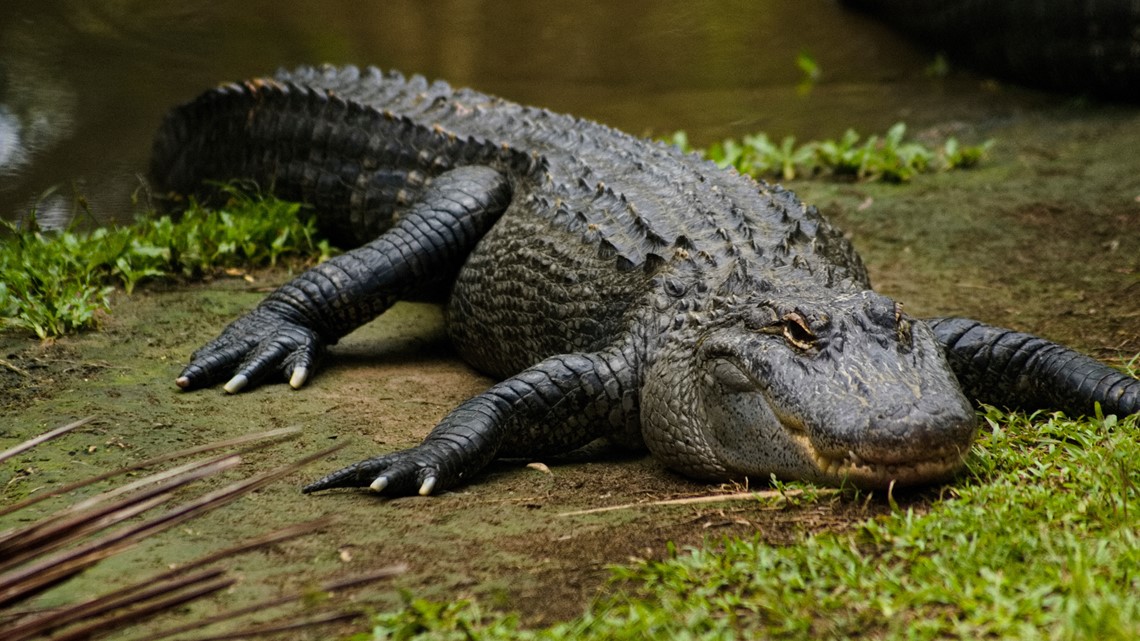 Florida park reopens after 'aggressive' alligator prompts closure - Vimarsana News