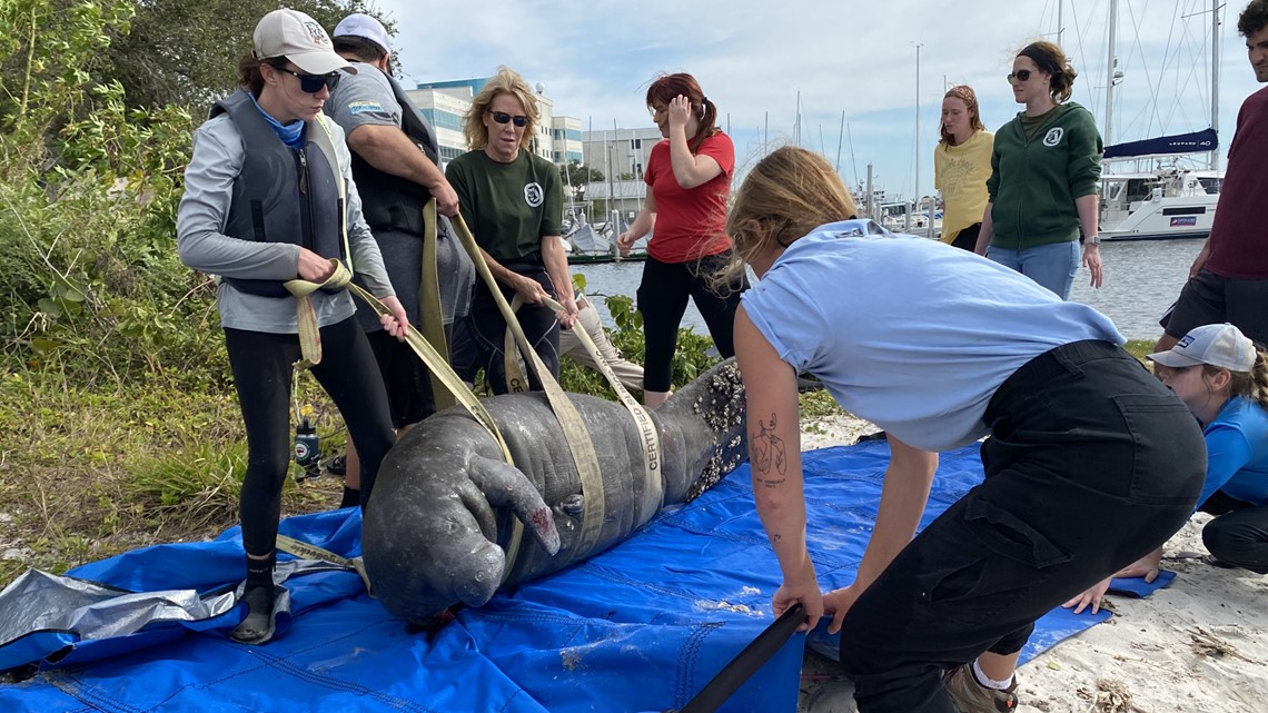 FWC rescues manatee, transports to ZooTampa