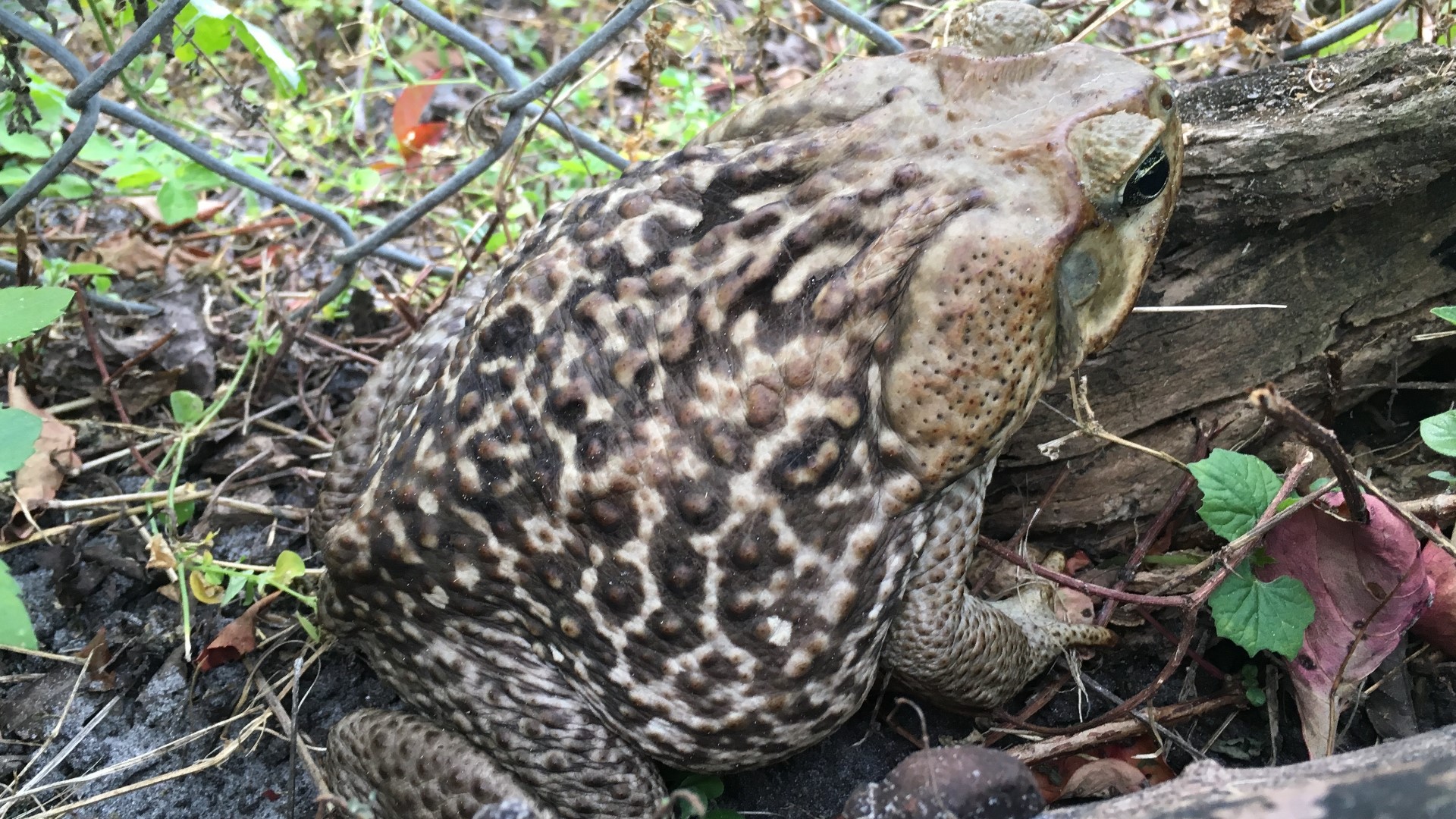 Is the toad in my yard dangerous? | wtsp.com